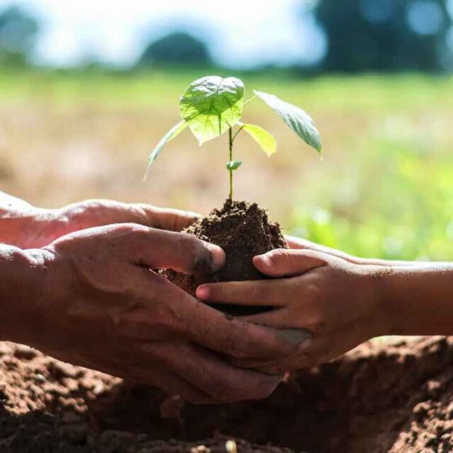 Photo of adult and child hands wrapped around a plant